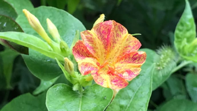 色合いが面白い白粉花(おしろいばな)