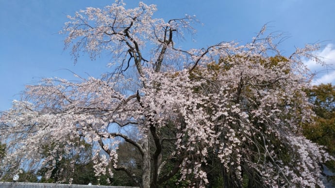 京都、桜咲いてましたね。