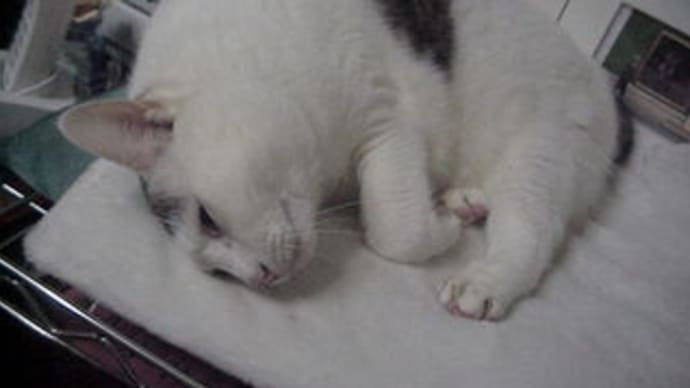 さらに続き、がんばるめんまと、眠る方法。