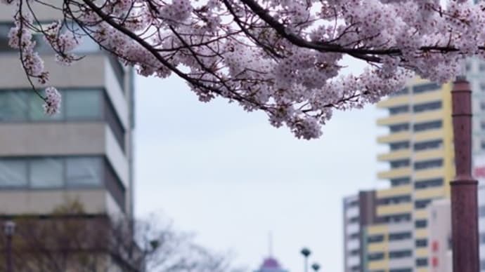 天神中央公園　桜