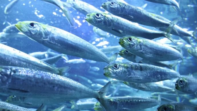 サンシャイン水族館と撮影練習