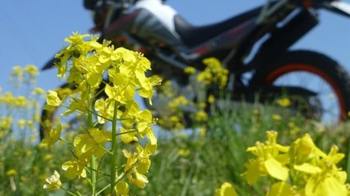 桜の季節　三本木