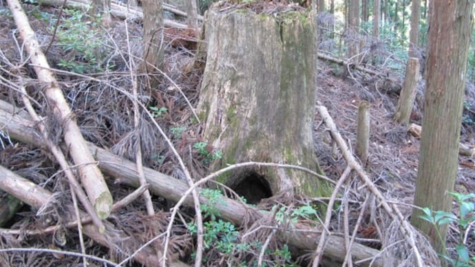 前生林の伐採株