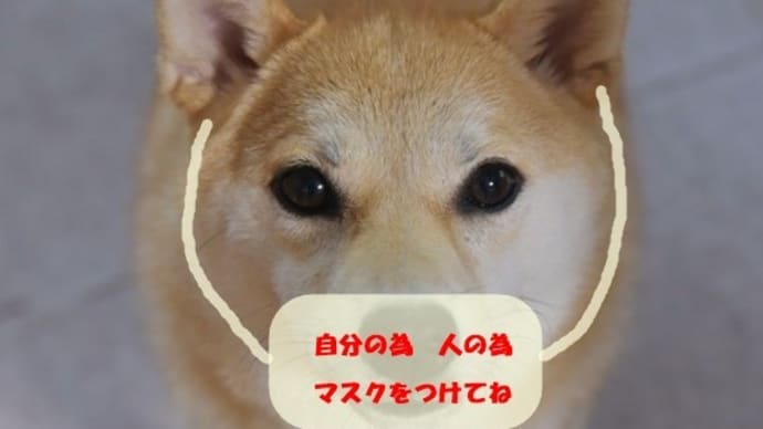 小春にもマスクを!・・・愛犬小春 コロナ対策