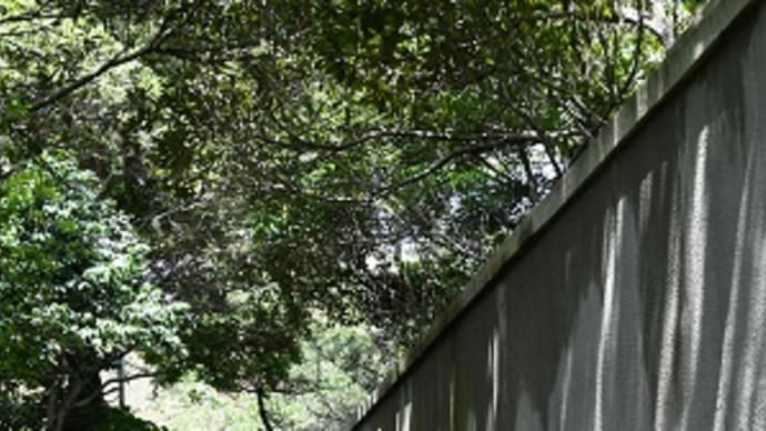 葉山しおさい公園 前編 葉山 2024