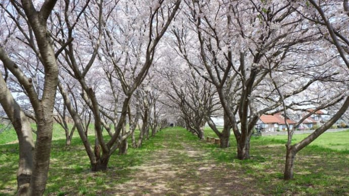 日吉津村:桜堤のトンネル