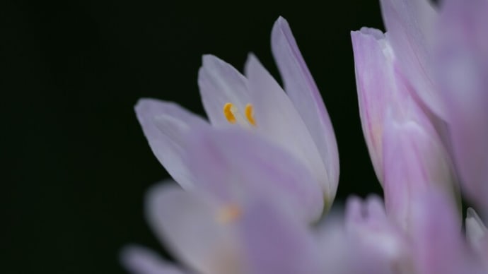 ●我が家の５月の花（6）　　アリウム・ロゼア　パステルアリウム