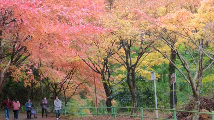 2019晩秋…愛知・奥三河･･･鳳来寺山の紅葉、黄葉を楽しみ･･･この旅はオワリ