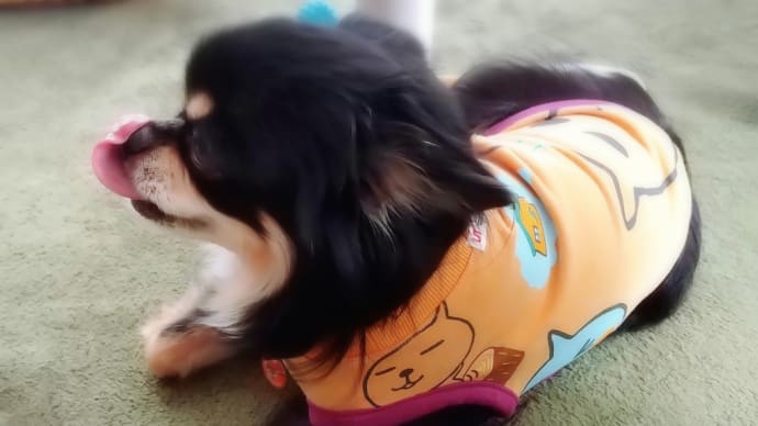 甥っ子君のTシャツ→くまのTシャツ