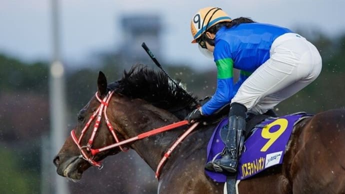 【バスラットレオン】まさかのトルコで種牡馬入り!!