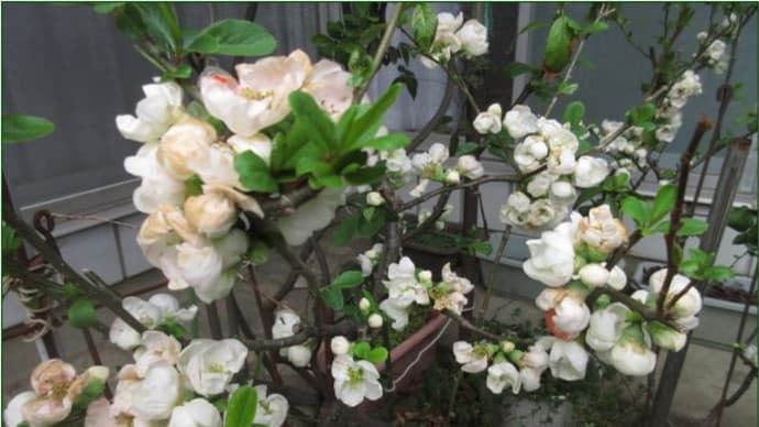 庭の花