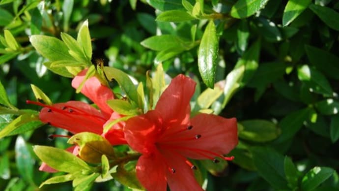 庭の花