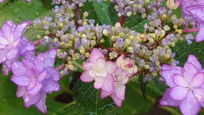 6月