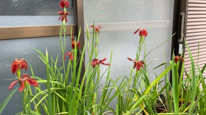 花名札を作りました
