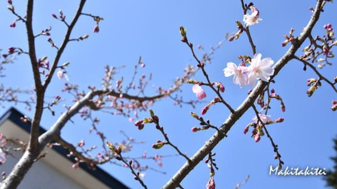 空振りだったソメイヨシノ