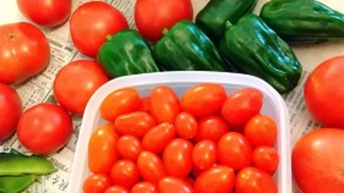 北海道からお便り!野菜便第4弾が届いた~