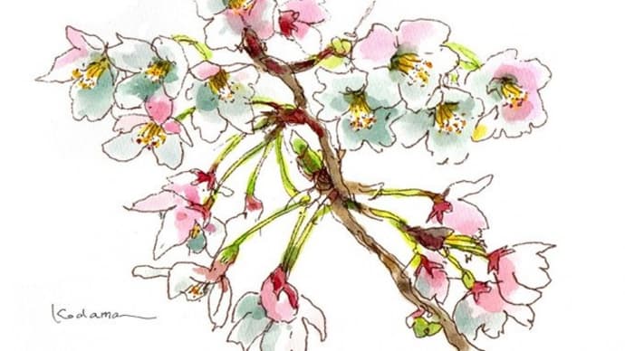 いつもより 遅めの桜 楽しんで