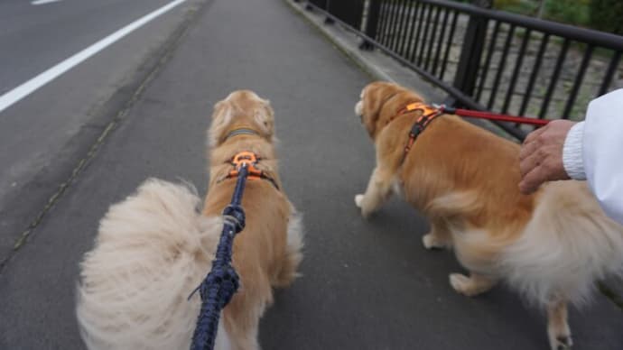 今朝のお散歩と昨日のお出掛け(鳥沼公園 )