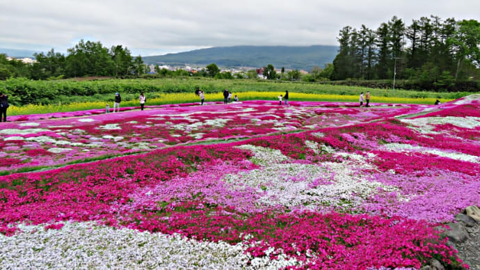 「三島さんの芝ざくら庭園」と「ニセコ蒸留所」～ステキナオトナタビ♪芝ざくらと話題の‼ニセコ蒸留所を巡るたび（後編）～