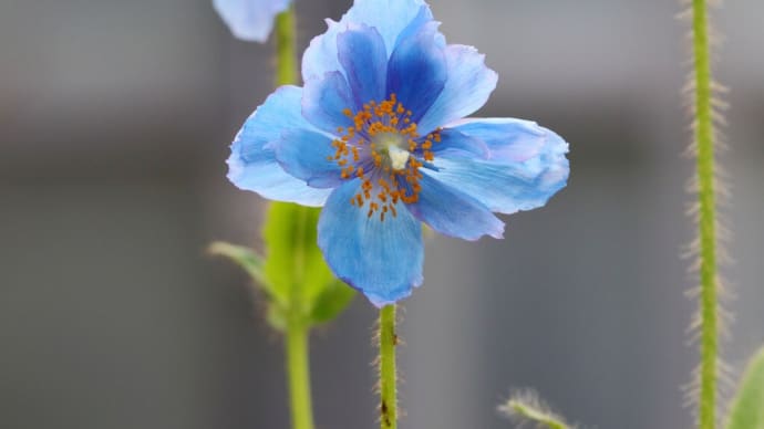咲くやこの花館シリーズ 高山植物室 前編