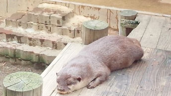 お昼寝中のカワウソ