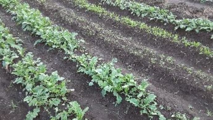 種を蒔いて3週間目の野菜たち