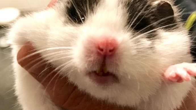ダルちゃんをわしづかみしてみた！〈英訳付〉