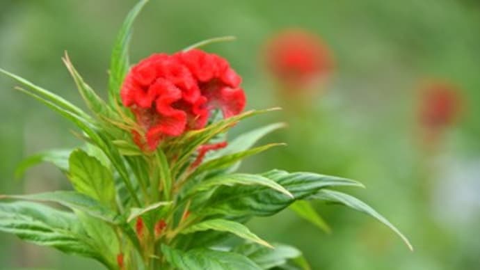 真夏の花、ケイトウ