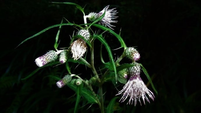 アズマヤマアザミ(東山薊)アマチャヅル(甘茶蔓)の実イヌトウバナ(犬塔花)サシガメ?今朝のナミアゲハ4日目・俳句鑑賞