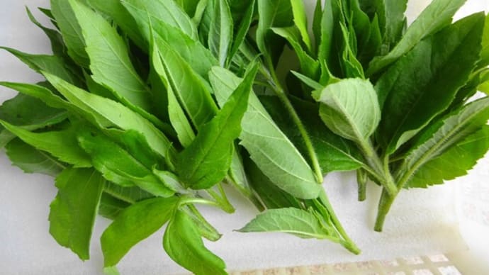 菊芋の新芽サービス開始!~タカギの無農薬畑産 北丹沢の麓・高城商店