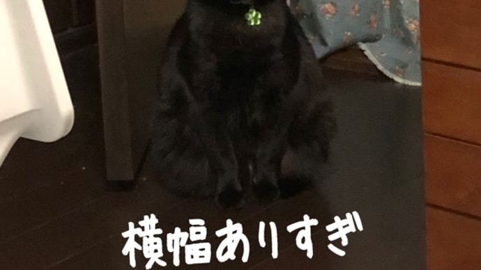 黒猫を撮る&神社散歩