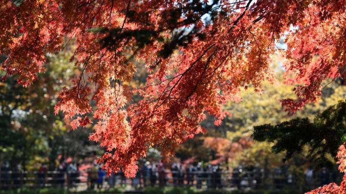 紅葉真っ盛りの雲場池を散策・・・(軽井沢町) ☆ショッピングを抜け出して(笑) 11月3日撮影