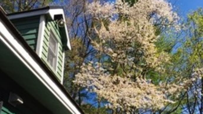 エストレリータのお庭の遅い山桜が満開！　お部屋でお花見～　来年はお客様とご一緒に～休館中
