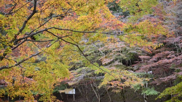 滑床渓谷の紅葉