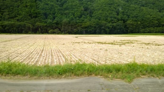 北海道の玉ねぎ畑
