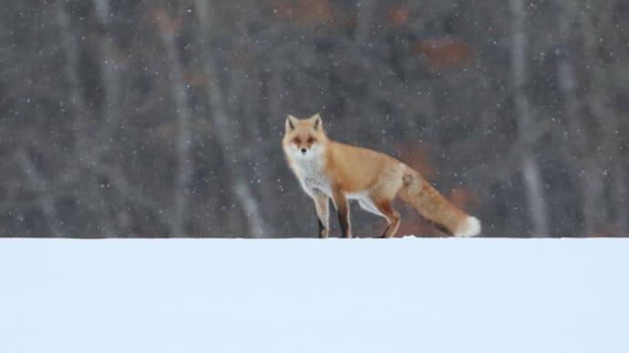 キタキツネ、そろそろ恋の季節