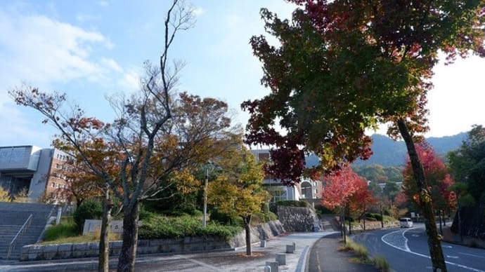 今年の紅葉・・・秋の木の下を歩く