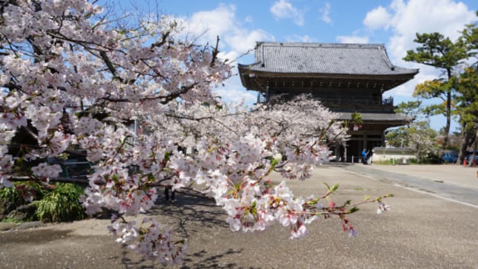 3/31 光明寺「山門楼上特別公開」&桜咲く鎌倉寺社巡りさんぽ ~日本料理鯉之助にて松花堂御膳のご昼食~
