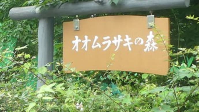 6月は蝶の季節・・・武蔵嵐山「蝶の里公園」・・・オオムラサキの森
