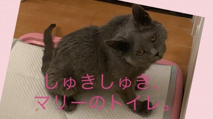 しゅきしゅき❤️❤️マリーのトイレ
