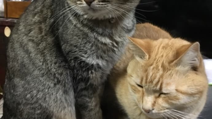 またまたおじゃま猫