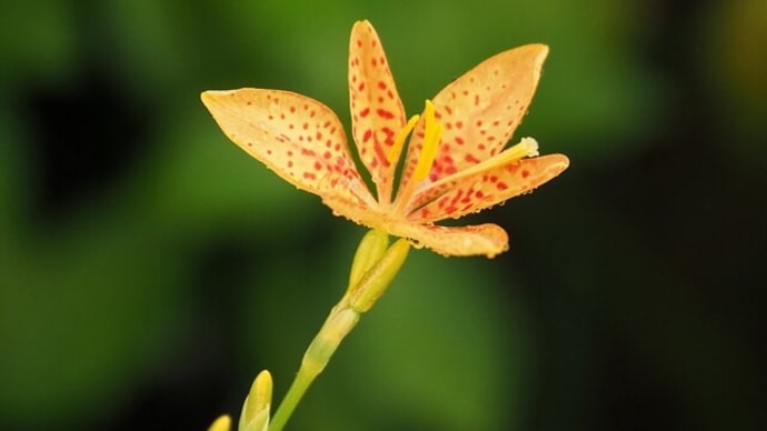 庭の花