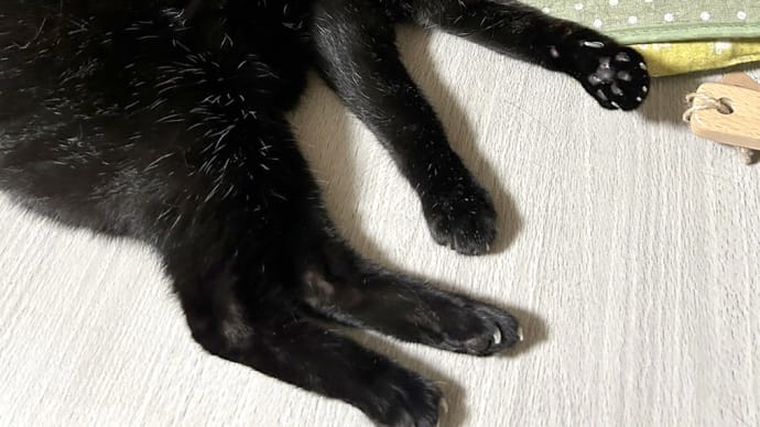 猫の九相図 絵本 できはったん