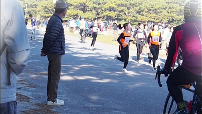 松林の中のお散歩道