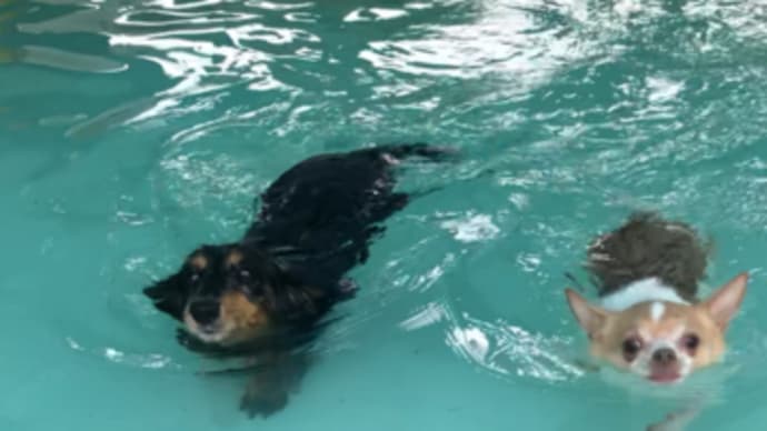 犬プール