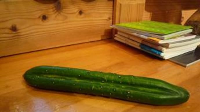 愛のきゅうり