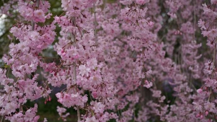 山梨でお花見♪ 2021の続き
