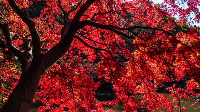 山茶花と紅葉