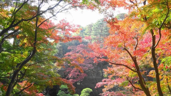殿ヶ谷戸庭園～小金井公園界隈の紅葉（2020/11/19）