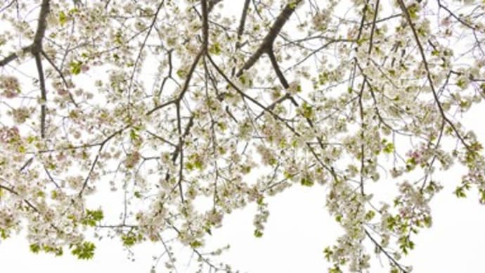 桜、さくら、サクラ
